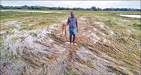 காஞ்சிபுரம் மாவட்டம் புதுப்பாக்கம் கிராமத்தில் கனமழையால் நீரில் மூழ்கி சேதமடைந்துள்ள நெற்பயிர்கள்.