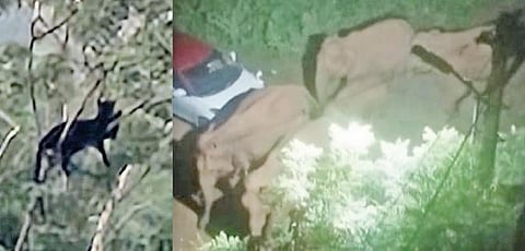 கோவை தடாகம் சாலை திருவள்ளுவர் நகர்  அருகே மரத்தில் காணப்பட்ட கருஞ்சிறுத்தை. (அடுத்தபடம்) திப்பனூரில்  நள்ளிரவு குடியிருப்பு பகுதியில் நுழைந்த யானை கூட்டம்.