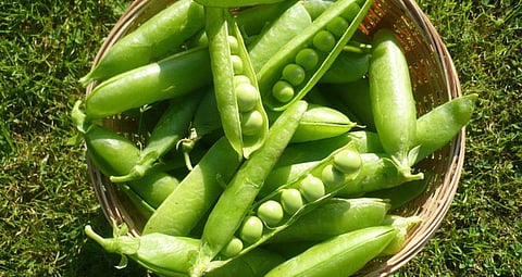 இறக்குமதி அனுமதியால் பட்டாணி விலை குறைவு - ஒரு குவிண்டால் ரூ.4,000-க்கு விற்பனை