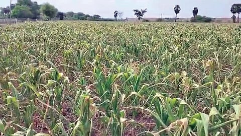 கடலூர் மாவட்டம் மங்களூர் வட்டார வயல் வெளிகளில் படைப் புழு தாக்குதலால் பாதிக்கப்பட்ட மக்காச் சோளப் பயிர்கள்.