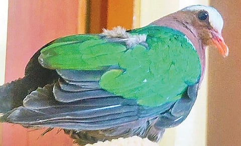 குன்னூரில் மீட்கப்பட்ட மரகதப் புறா.