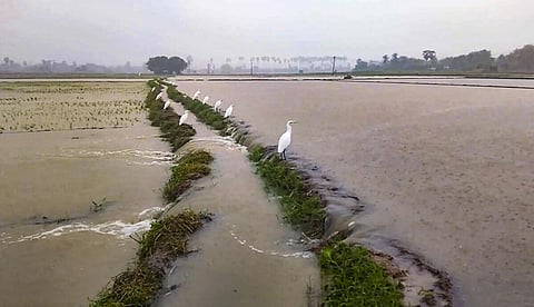 மழை வெள்ளத்தில் மூழ்கி பயிர்கள் சேதம்