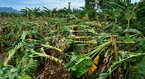 வெள்ளம் பாதித்த பகுதிகளில் வாழை, நெல் போன்ற பயிர்களை மீட்டெடுக்கலாம்: வேளாண் பொறியாளர் விளக்கம்