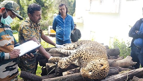 உதகையில் கம்பி வே லியில் சிக்கி உயிரிழந்த சிறுத்தை .