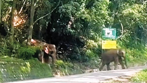 குன்னூர் - மேட்டுப்பாளையம் சாலையை கடக்க முற்பட்ட யானைக்கூட்டம்.