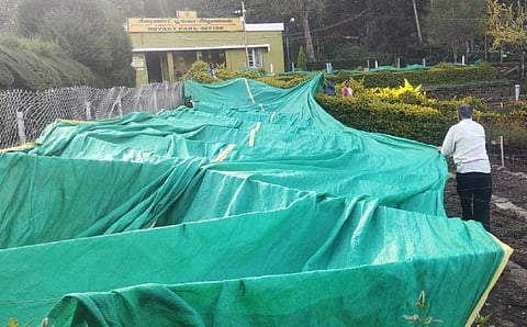 கொடைக்கானலில் பனிப்பொழிவு அதிகரிப்பு: மலர்ச்செடிகளை நிழல்வலையால் போர்த்தி பாதுகாப்பு