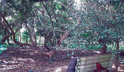 பூரணாங்குப்பம் பகுதியில் இயற்கை உரங்களால் உருவான பண்ணை.