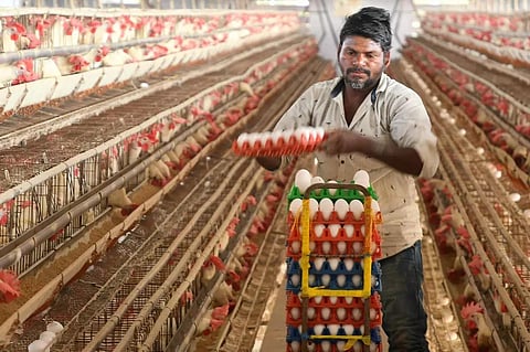 ரஷ்யா உள்ளிட்ட நாடுகளுக்கு முட்டை ஏற்றுமதி: என்இசிசி மண்டலத் தலைவர் தகவல்