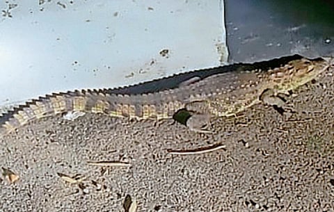 தாம்பரம் அருகே இரண்டடி முதலை குட்டி சிக்கியது