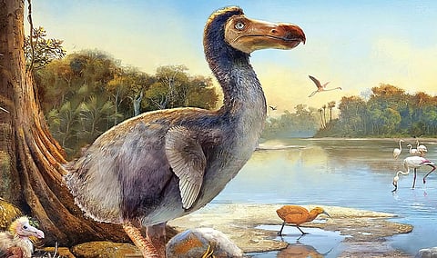 கதை: கல்வாரியா மரங்களும் டோடோ பறவைகளும்