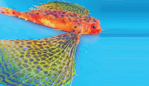 பறக்கும் கர்னார்ட் மீன்