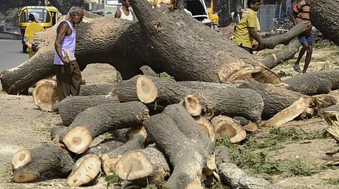 மரங்களை வெட்டி, எடுத்துச் செல்ல ஆன்லைனில் அனுமதி கோரும் முறையை கொண்டுவர வேண்டும்: ஈஷா காவேரி கூக்குரல் இயக்கம் வலியுறுத்தல்