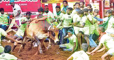 சென்னை - அலங்காநல்லூர் 3 நாள் ஜல்லிக்கட்டு சுற்றுலா - பதிவு செய்வது எப்படி?