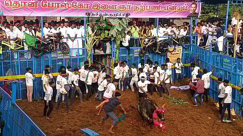 களத்தில் உற்சாகத்துடன் இறங்கிய மாடுபிடி வீரர்கள்