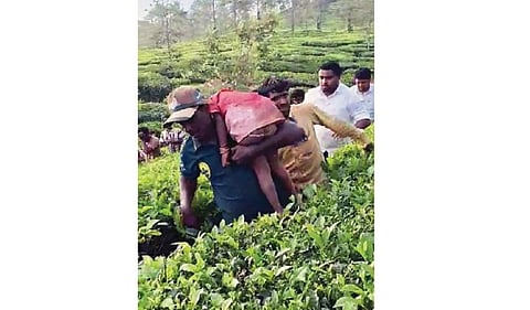 பந்தலூர் அருகே மீண்டும் அட்டகாசம்: சிறுத்தை தாக்கி 3 வயது சிறுமி உயிரிழப்பு