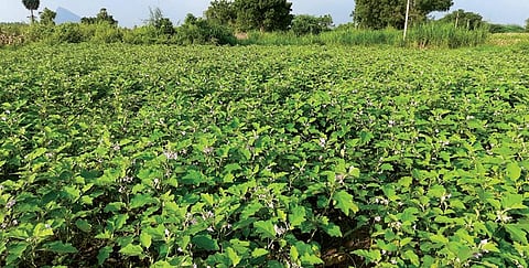 இயற்கை விவசாயியாக மாறிய ஆட்டோ ஓட்டுநர்: விவசாயிகளுக்கு வழிகாட்டியாகவும் அசத்தல்!