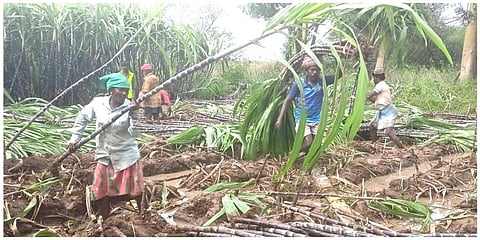 சின்னமனூர் புறவழிச்சாலையில் உள்ள தோட்டங்களில் கரும்புகளை அறுவடை செய்யும் தொழிலாளர்கள்