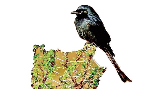 பொங்கல் பறவைகள் கணக்கெடுப்பும், பொதுமக்களின் பங்களிப்பும்