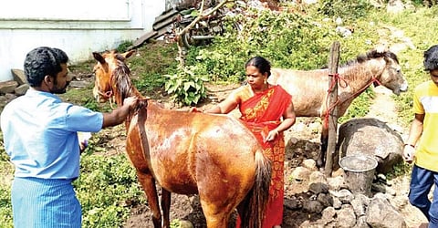 சிறுமலை கிராமங்களில் குதிரை பொங்கல் வழிபாடு!