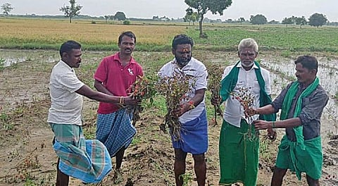 வெங்கலக்குறிச்சியில் மழையால் சேதமடைந்த மிளகாய் பயிரை காட்டும் விவசாயிகள்.