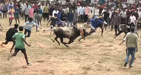 சிவகங்கை மாவட்டம் கண்டுபட்டியில் நடந்த மஞ்சுவிரட்டுப் போட்டி