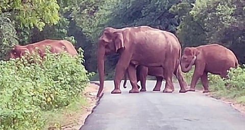 உடுமலை - மூணாறு சாலையில் காட்டு யானைகள் நடமாட்டம்