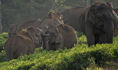 வால்பாறையில் நிலவும் பருவநிலை மாற்றத்தால் கேரளாவுக்கு இடம்பெயரும் யானைகள்