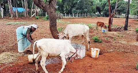சொந்த நிதியில் பண்ணை அமைத்து இளங்குடியை சுயசார்பு கிராமமாக மாற்றி ஊராட்சி தலைவர் சாதனை!