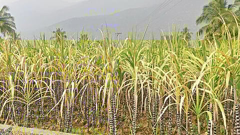 பூலாம்பட்டி பகுதியில் வயல்களில் அறுவடை செய்யாமல் விடப்பட்டுள்ள கரும்புகள்.