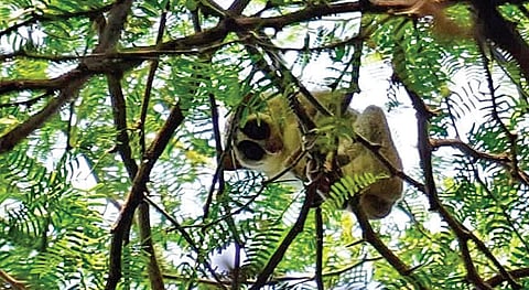 யானைமலை அடிவாரத்தில் சாம்பல் நிற தேவாங்கு @ மதுரை