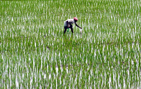 கடலோர மாவட்டங்களில் புயல், அதிகனமழை எதிரொலி: நெல் உற்பத்தி குறைவால் அரிசி விலை உயர்வு
