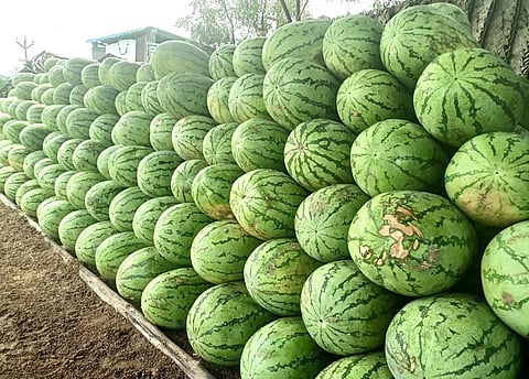 ஆண்டிபட்டி மின்வாரியம் அலுவலகம் அருகே விற்பனைக்காக அடுக்கி வைக்கப்பட்டுள்ள தர்பூசணி பழங்கள். | படம்: என்.கணேஷ்ராஜ்.