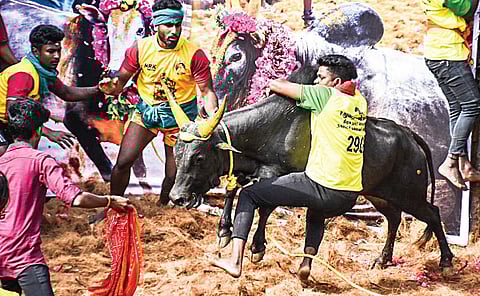 திருச்சி மாவட்டம் லால்குடியில் நேற்று நடைபெற்ற ஜல்லிக்கட்டில் வாடிவாசலில் அவிழ்த்துவிடப்பட்ட காளையை அடக்கிய வீரர்.