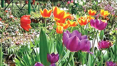 உதகை தாவரவியல் பூங்கா கண்ணாடி மாளிகையில் வைக்கப்பட்டுள்ள தூலிப் மலர்கள்.