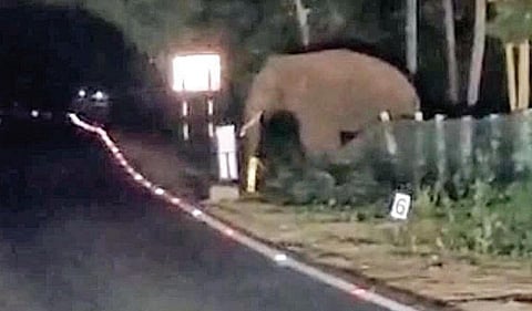 பழநி பகுதியில் ஒற்றை யானை உலா - பொதுமக்கள் அச்சம்