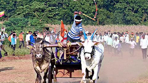 மாட்டுவண்டி பந்தயத்துக்கு பொதுவான விதிமுறை: தமிழக அரசுக்கு உயர் நீதிமன்றம் அறிவுறுத்தல்