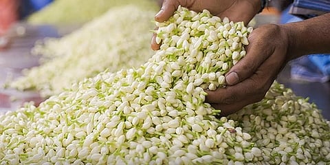 பனிப்பொழிவால் உதிரும் மல்லிகைப்பூ - கிலோ ரூ.2,600 ஆக விலை உயர்வு