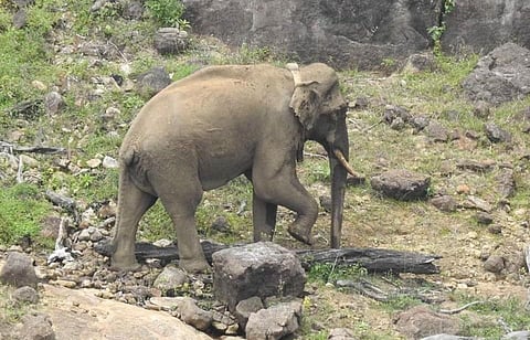 சமூக வலைதளங்களில் பரவும் செய்தி தவறு; அரிக்கொம்பன் யானை ஆரோக்கியமாக உள்ளது: வனத்துறை விளக்கம்