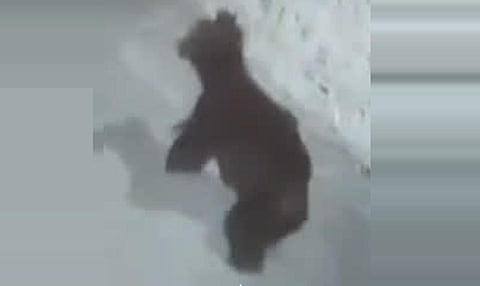 உதகை நகரில் உலா வந்த கரடி!