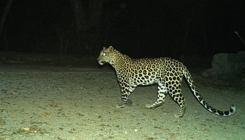 பிரதிநிதித்துவப் படம்