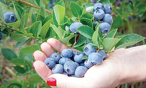 புதுமை புகுத்து - 16: சிவப்பாக இருக்க வேண்டிய கனிகள் நீல நிறத்தில் பளபளப்பது ஏன்?