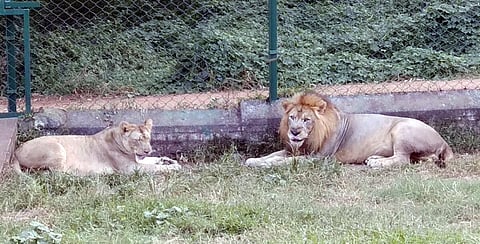 பிரதிநிதித்துவப் படம்