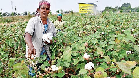 படங்கள்: நா.தங்கரத்தினம்