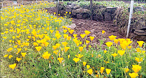 கொடைக்கானலில் பூத்துக் குலுங்கும் பாப்பி மலர்கள்.