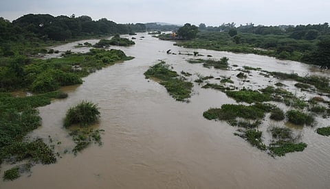 ‘தாமிரபரணியில் பெருகிவரும் ஆப்பிரிக்கன் கெளுத்தி மீன்களால் பல்லுயிர் பெருக்கத்துக்கு ஆபத்து’
