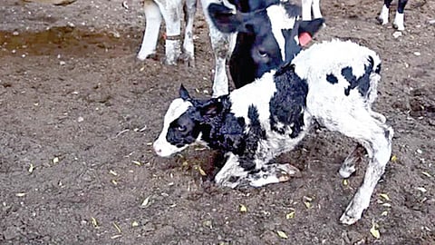 டிங்குவிடம் கேளுங்கள் - 59: விலங்குகள் பிறந்தவுடன் எப்படி நடக்கின்றன