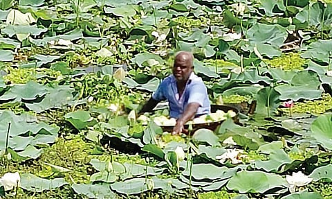 அனுபவம்: சில மலர்களும் ஒரு மனிதரும்