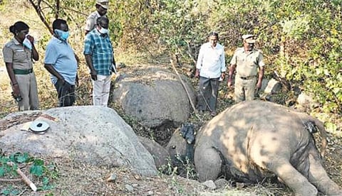 ஈரோடு மாவட்டம் சத்தியமங்கலம் வனப்பகுதியில் இறந்து கிடந்த ஆண் யானை.