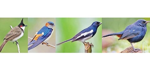 சிவப்பு மீசைச்சின்னான், செம்பிட்டத் தகைவிலான், கருப்பு வெள்ளைக்குருவி, கருஞ்சிட்டு