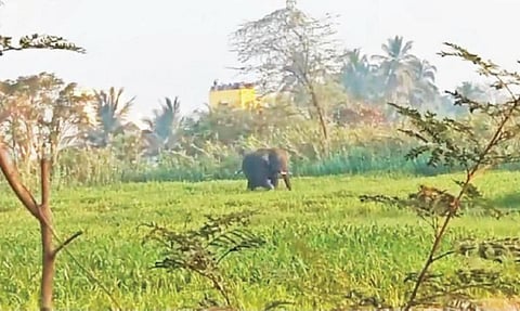 தருமபுரி நகரையொட்டி அமைந்துள்ள வேடப்பன் திட்டு பகுதியில் வயல் வெளியைக் கடந்து செல்லும் ஒற்றை ஆண் யானை.